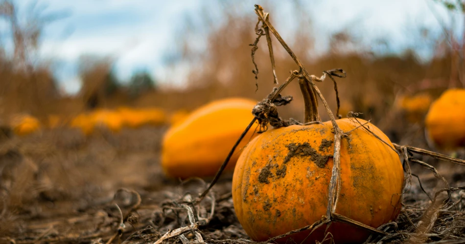 9 Haunted Houses and Pumpkin Patches In & Around Birmingham